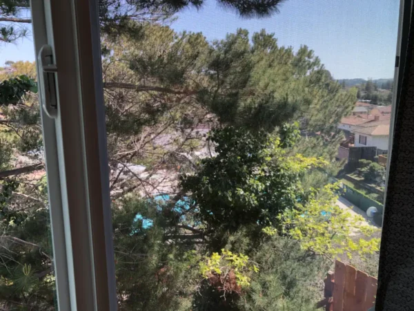 A view of trees from the window.