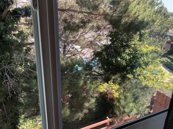 A view of trees from the window.