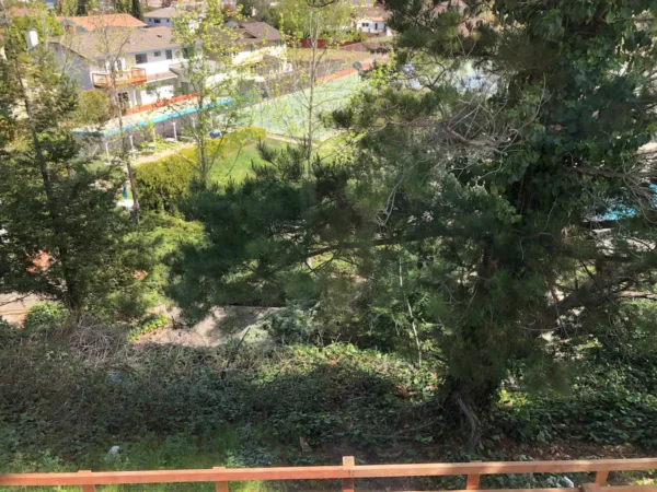 A view of trees and houses from above.