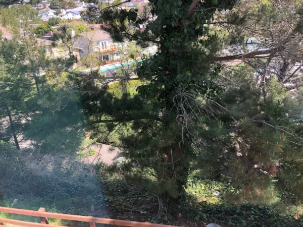 A view of trees and houses from above.