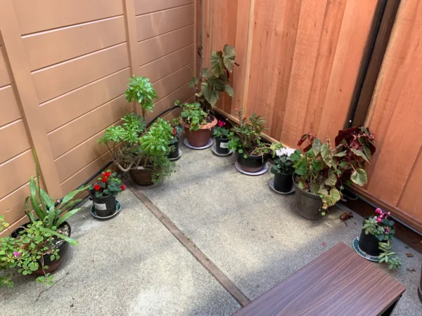 A corner of the patio with many plants in it.